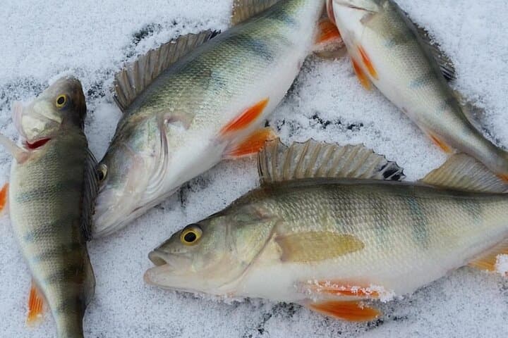 Kemijärvi Ice Fishing Experience: Guided Arctic Lake Adventure photo 3