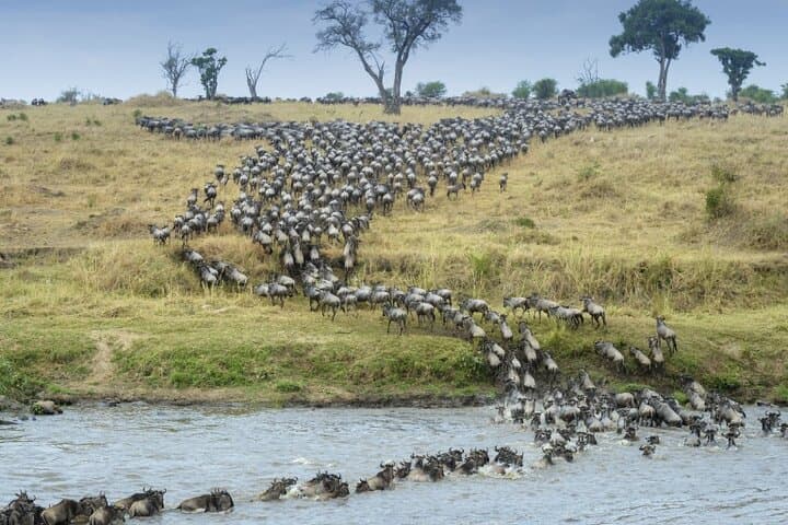 Ndutu Wildebeest Calving Safari: 6-Day Southern Serengeti Migration Experience photo 2