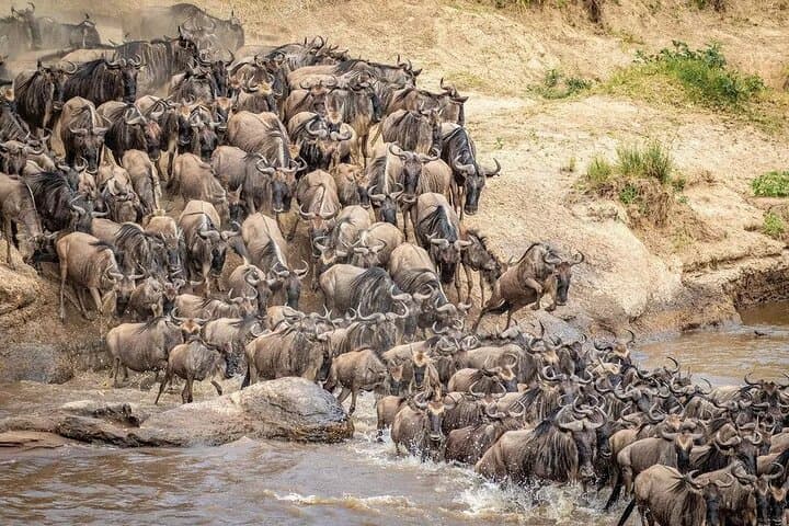 Ndutu Wildebeest Calving Safari: 6-Day Southern Serengeti Migration Experience photo 3
