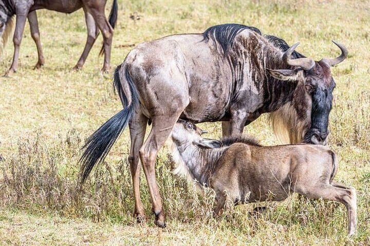 Ndutu Wildebeest Calving Safari: 6-Day Southern Serengeti Migration Experience photo 5