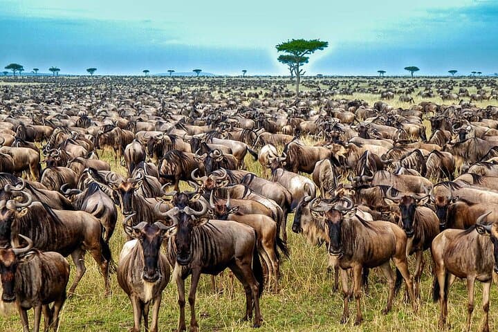 Ndutu Wildebeest Calving Safari: 6-Day Southern Serengeti Migration Experience photo 6
