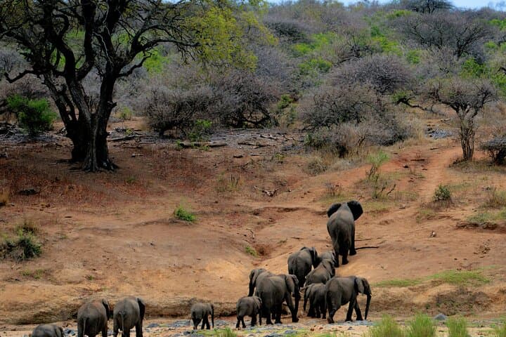 Chobe National Park Day Trip: Morning Game Drive & Chobe River Cruise from Kasane photo 1