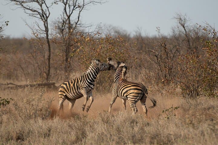 Chobe National Park Day Trip: Morning Game Drive & Chobe River Cruise from Kasane photo 4