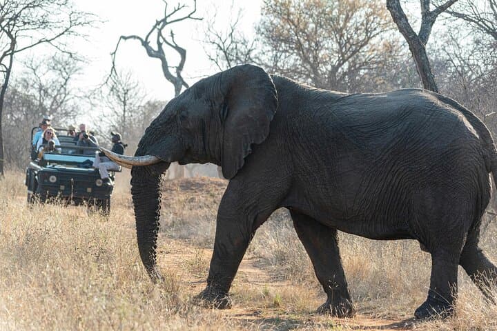 Chobe National Park Day Trip: Morning Game Drive & Chobe River Cruise from Kasane photo 2