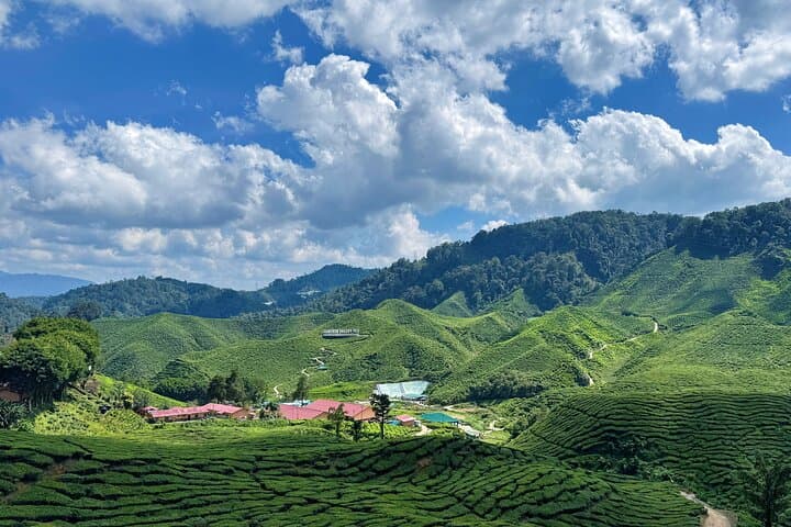 Cameron Highlands Full-Day Private Tour from Kuala Lumpur — Tea Plantations, Strawberry Farms & Waterfalls photo 5