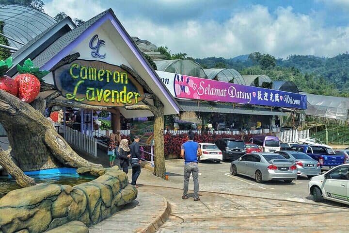 Cameron Highlands Full-Day Private Tour from Kuala Lumpur — Tea Plantations, Strawberry Farms & Waterfalls photo 6
