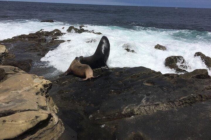 Full-Day Private San Diego Tour from La Jolla: Coastal Sights & Historic Stops photo 3