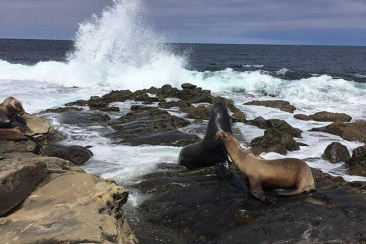 Full-Day Private San Diego Tour from Encinitas: La Jolla, Coronado & Balboa Park photo 3