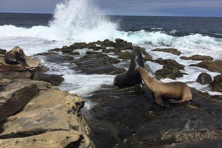 Full-Day Private San Diego Tour from Leucadia: La Jolla, Coronado & Balboa Park photo 3