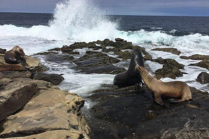 Full-Day Private San Diego Tour from Oceanside: Coastal Views, History & Wildlife photo 3
