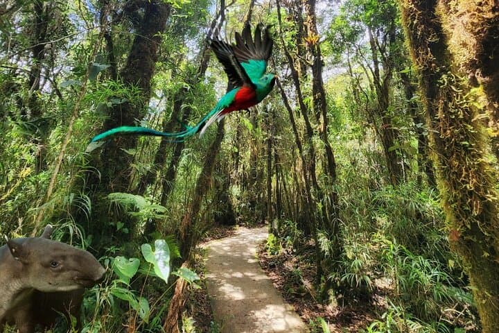 Quetzales Route: Naturalist Cloud-Forest Exploration in Costa Rica