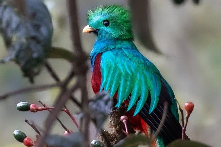 Quetzales Route: Naturalist Cloud-Forest Exploration in Costa Rica photo 2