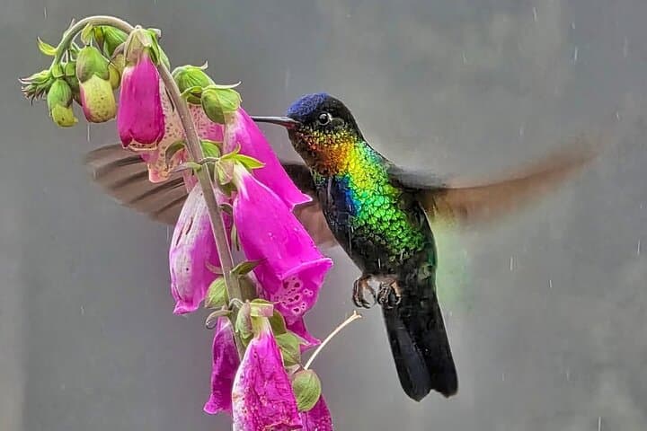 Quetzales Route: Naturalist Cloud-Forest Exploration in Costa Rica photo 6