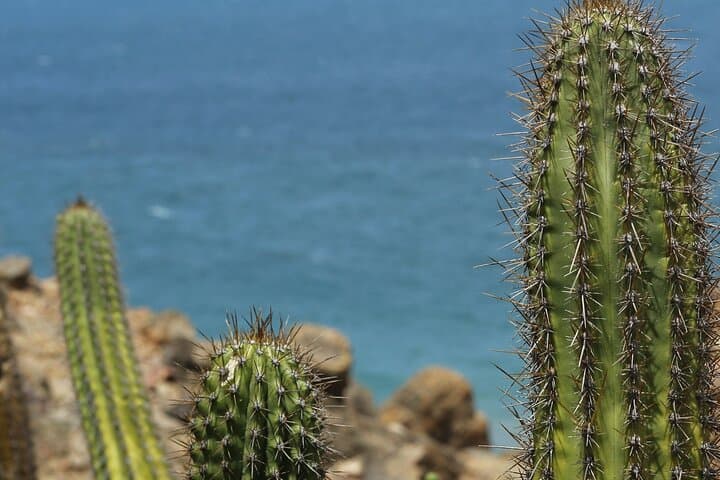 Baja UTV Canyon Ride & Tequila Tasting — Tierra Sagrada Off‑Road Experience photo 5