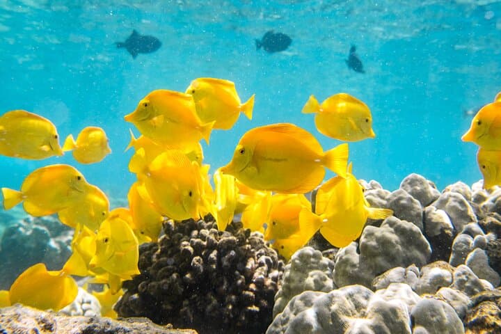 Snorkeling Kealakekua Bay: Exploring Hawaii’s Marine Sanctuary with Small Groups