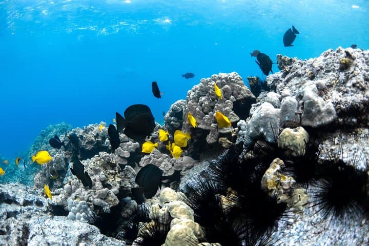 Snorkeling Kealakekua Bay: Exploring Hawaii’s Marine Sanctuary with Small Groups photo 2