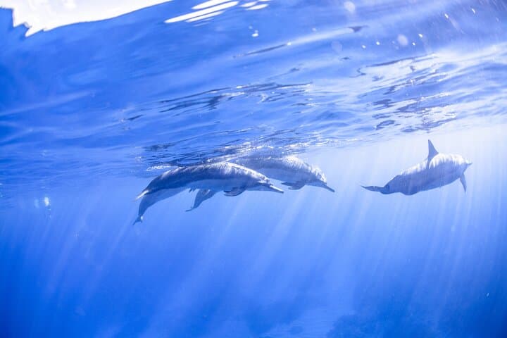 Snorkeling Kealakekua Bay: Exploring Hawaii’s Marine Sanctuary with Small Groups photo 6
