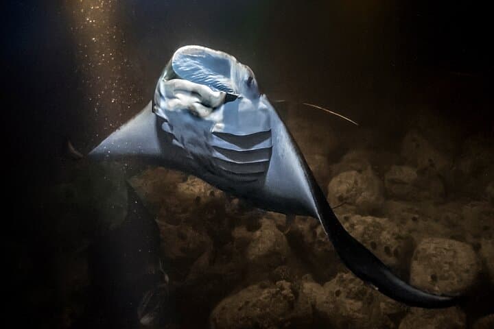 Kona Manta Magic: Small-Group Night Snorkel with Manta Rays photo 2