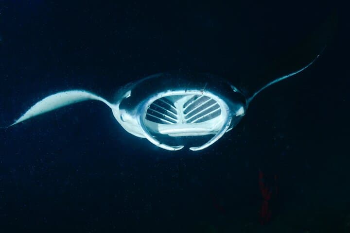 Kona Manta Magic: Small-Group Night Snorkel with Manta Rays photo 3