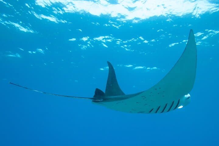 Kona Manta Magic: Small-Group Night Snorkel with Manta Rays photo 4