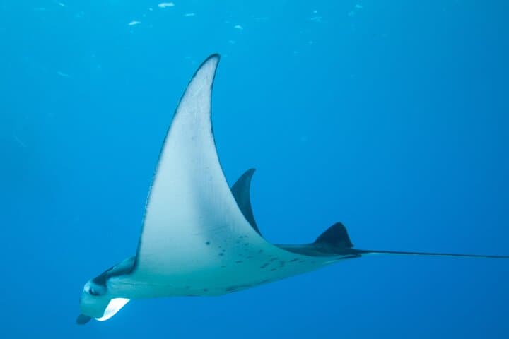 Kona Manta Magic: Small-Group Night Snorkel with Manta Rays photo 6