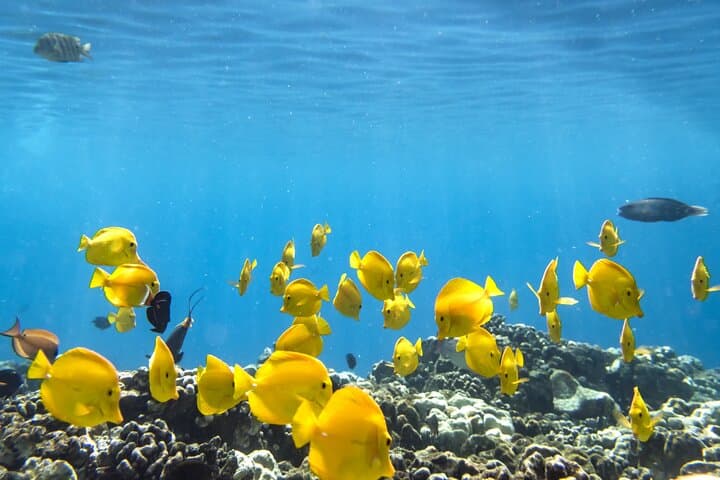 Explore Kealakekua Bay: Kona’s Premier Coral Reef Snorkel Adventure
