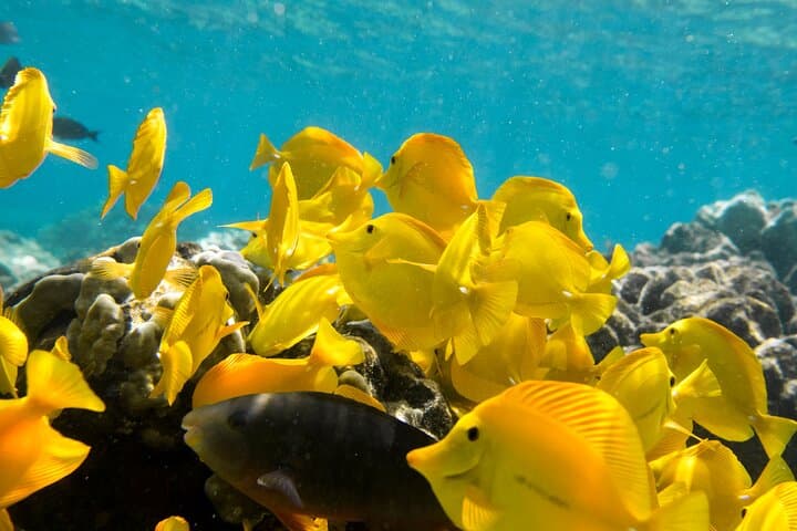 Explore Kealakekua Bay: Kona’s Premier Coral Reef Snorkel Adventure photo 3