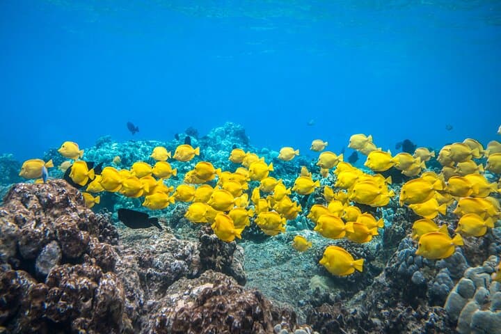 Explore Kealakekua Bay: Kona’s Premier Coral Reef Snorkel Adventure photo 4