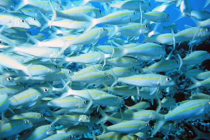 Explore Kealakekua Bay: Kona’s Premier Coral Reef Snorkel Adventure photo 6