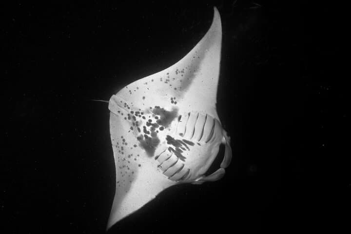 Kona Manta Ray Night Snorkel — Small-Boat Night Dive from Honokohau Harbor photo 3