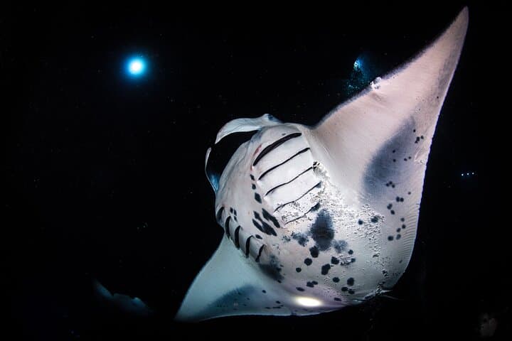 Kona Manta Ray Night Snorkel — Small-Boat Night Dive from Honokohau Harbor photo 4