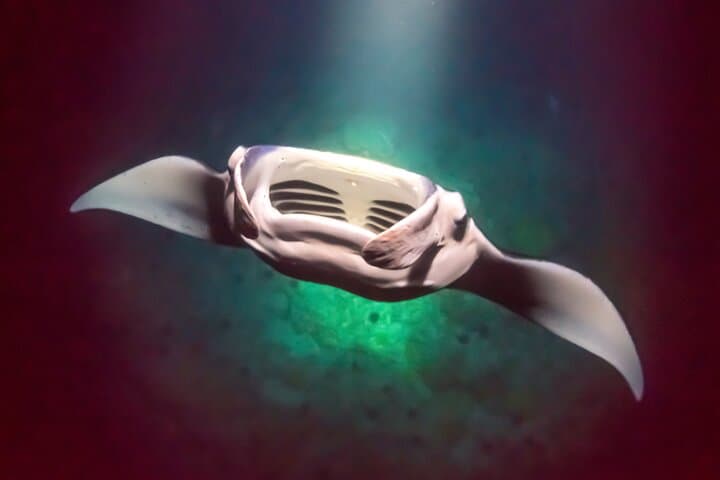 Kona Manta Ray Night Snorkel — Small-Boat Night Dive from Honokohau Harbor photo 5
