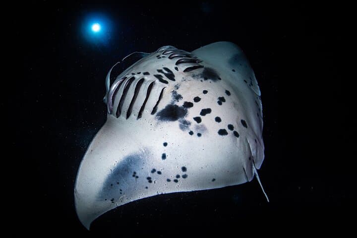 Kona Manta Ray Night Snorkel — Small-Boat Night Dive from Honokohau Harbor photo 6