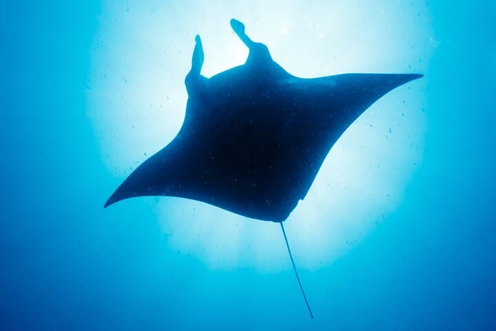 Kona Manta Ray Night Snorkel — Small-Boat Night Dive from Honokohau Harbor