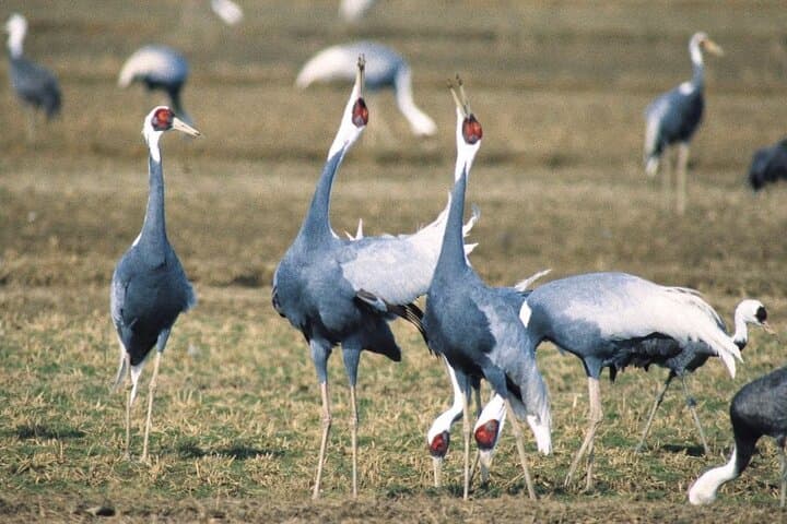 Kagoshima Crane Watching Tour: Izumi's Winter Migration Guide