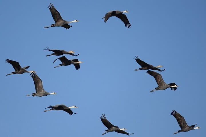 Kagoshima Crane Watching Tour: Izumi's Winter Migration Guide photo 2