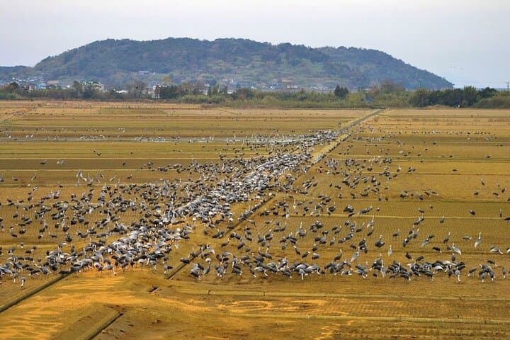 Kagoshima Crane Watching Tour: Izumi's Winter Migration Guide photo 3