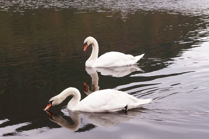 Kagoshima Crane Watching Tour: Izumi's Winter Migration Guide photo 6