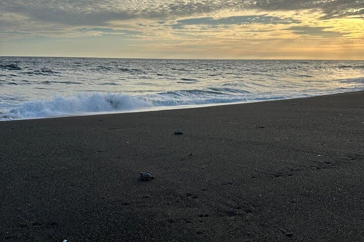 Day Trip to Monterrico Black Sand Beach from Guatemala City photo 5