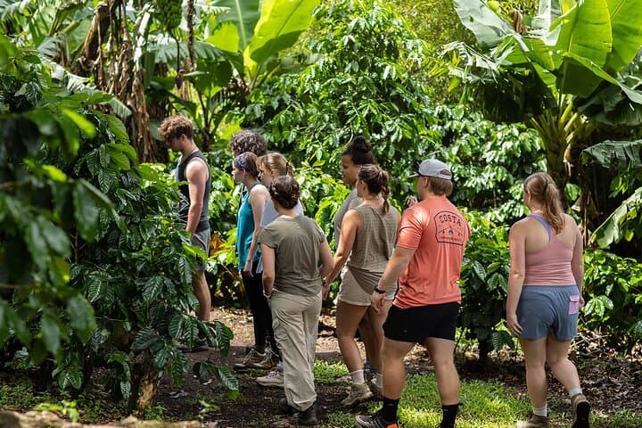 Monteverde Cloud Forest Coffee Farm Tour: Organic Coffee, Monkeys & Quaker History