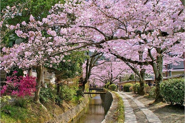 Bento & Bicycle Tour of Hidden Kyoto — Hands-On Bento Making and Quiet Backstreet Rides photo 4