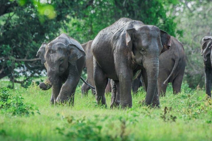7-Day Sri Lanka Highlights: Sigiriya, Tea Country, Yala Safari & Galle Beaches photo 5