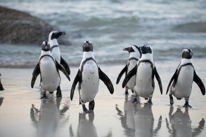 Private Cape Town Sightseeing Tour: Table Mountain, Cape Point & Boulders Beach photo 2