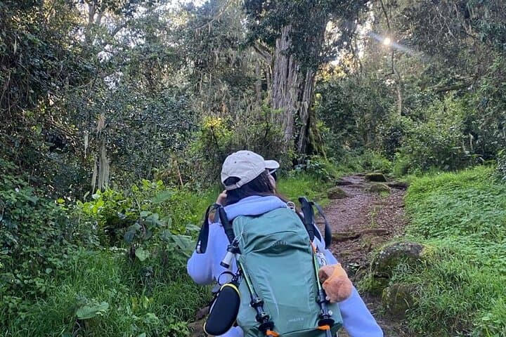 Mount Kilimanjaro Day Hike: Rainforest Trails and Summit Views Near Moshi photo 4