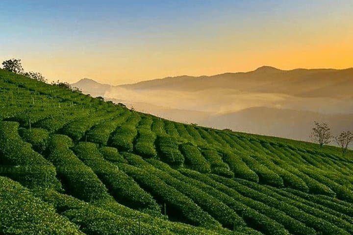 Da Lat Sunrise & Cau Dat Tea Hill Morning Tour: Cloud Hunting, Strawberries, Persimmons photo 2