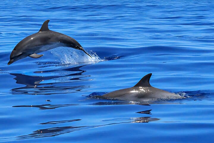 Private Dolphin and Sunset Boat Tour from Pula to Brijuni