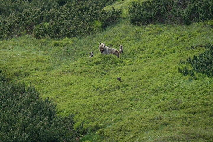 Bearwatching Day Hike in the High Tatras: From Poprad to Podbanské Valley photo 2