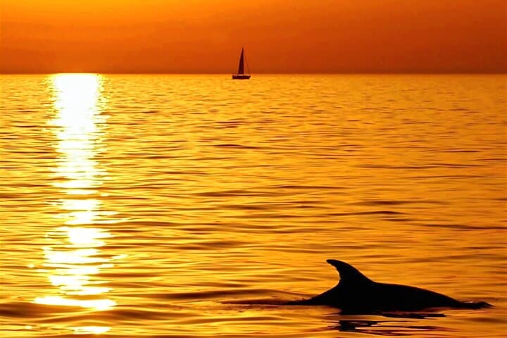 Private Dolphin and Sunset Boat Tour from Pula to Brijuni photo 2