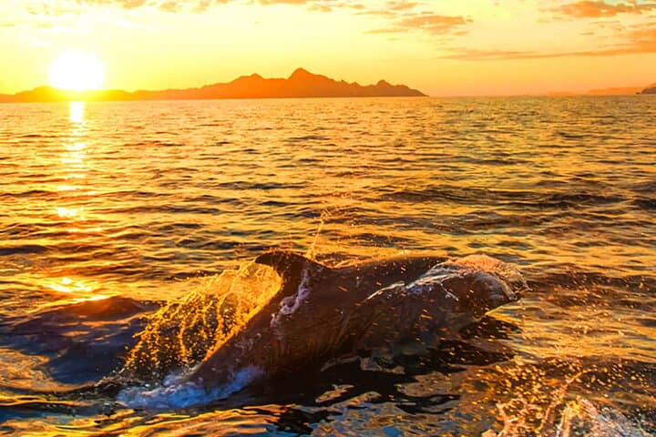 Private Dolphin and Sunset Boat Tour from Pula to Brijuni photo 3
