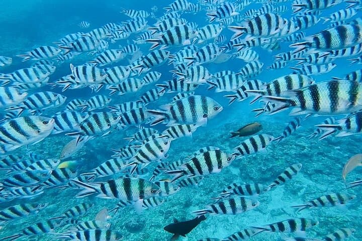 Blue Cave Snorkeling Tour — Okinawa's Luminous Sea Experience photo 4